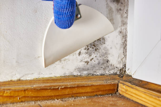 Forensic Mold Investigation in Keystone Heights, FL
