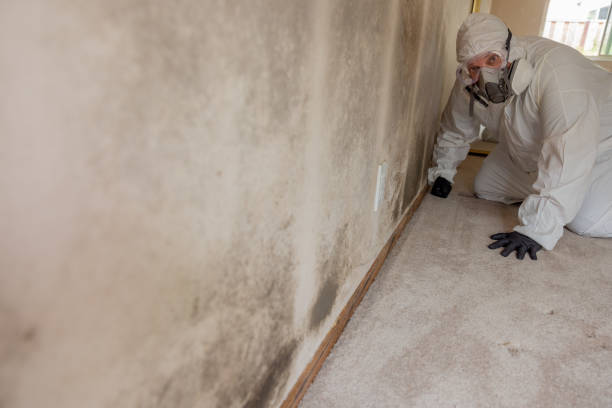 Best Mold Odor Removal Services  in Keystone Heights, FL